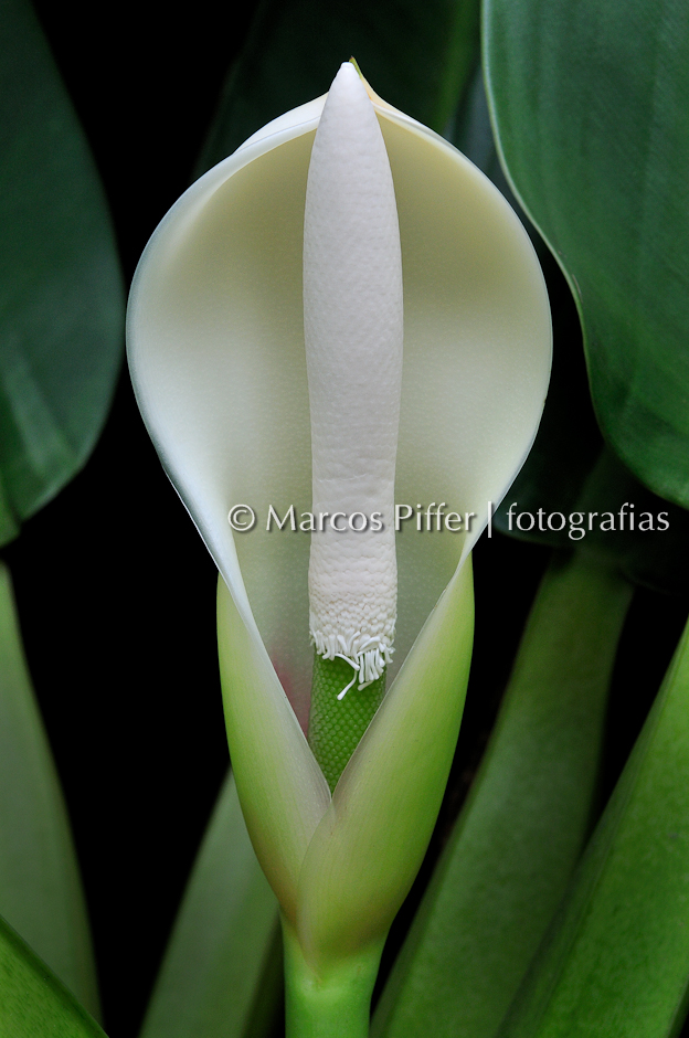 Uma Foto Que Mostra Uma Flor Peaonia Albiflora Folhas Têm imagem vetorial  de Morphart© 218119960