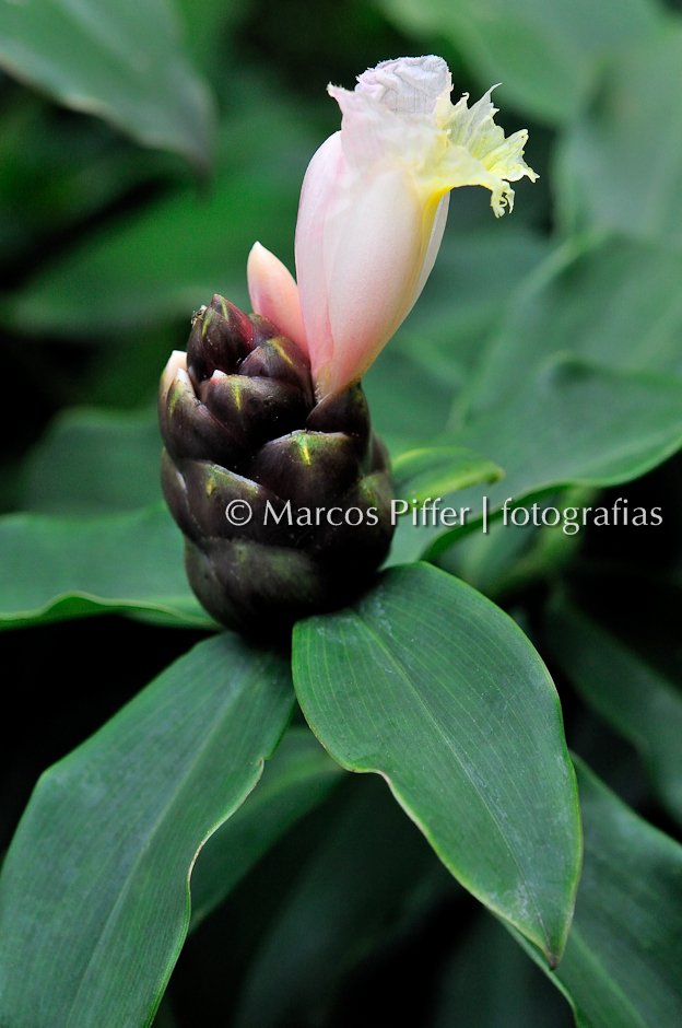 Uma Foto Que Mostra Uma Flor Peaonia Albiflora Folhas Têm imagem vetorial  de Morphart© 218119960