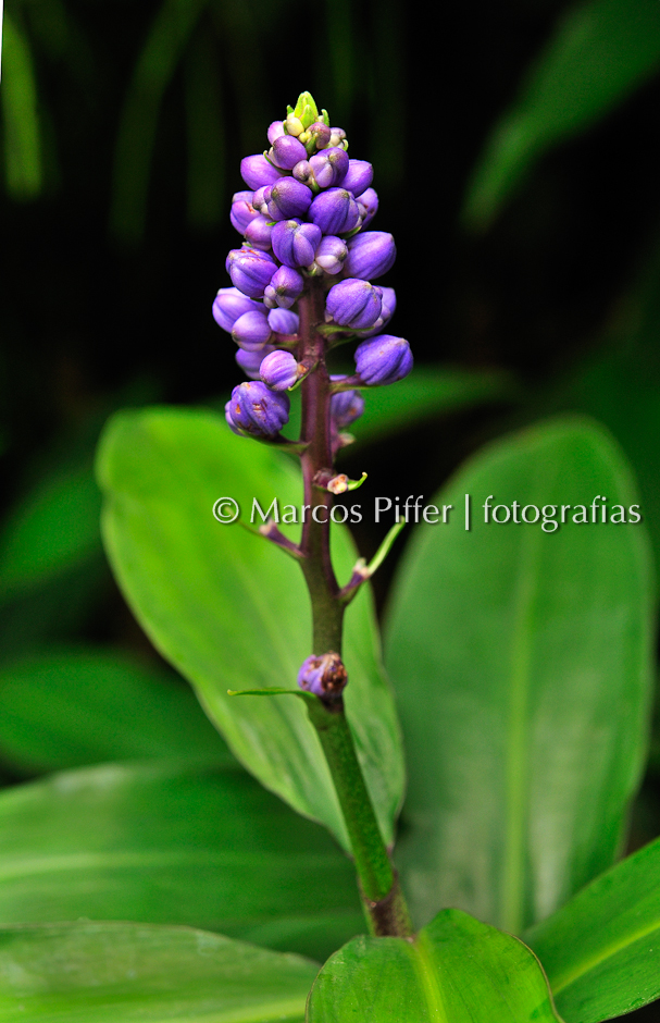 Uma Foto Que Mostra Uma Flor Peaonia Albiflora Folhas Têm imagem vetorial  de Morphart© 218119960