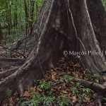 Anavilhanas | Igapó, árvores e raízes