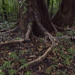 Anavilhanas | Igapó, árvores e raízes