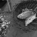 Alagoas | Pesca de Lambuda II