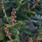 Monte Roraima | Flora I