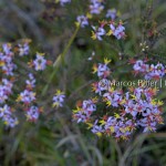 Monte Roraima | Flora I