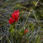 Monte Roraima | Flora II