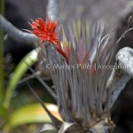 Monte Roraima | Flora II