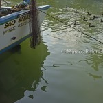 Boiçucanga | Canoas e Barcos II