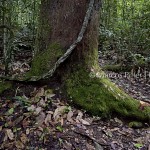 Tapajós | Floresta Nacional do Tapajós