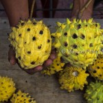 Afuá – PA | detalhes