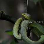 Fauna I | Tumucumaque | Amapá