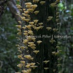 Floresta I | Tumucumaque | Amapá