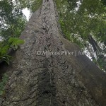 Floresta I | Tumucumaque | Amapá