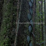 Floresta I | Tumucumaque | Amapá