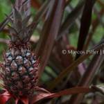 Floresta II | Tumucumaque | Amapá