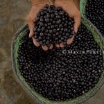 Rampa do Açaí | Macapá – AP