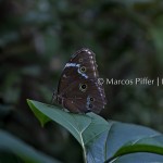 Fauna I | Tumucumaque | Amapá