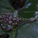 Fauna II | Tumucumaque | Amapá