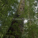 Floresta II | Tumucumaque | Amapá