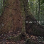 Floresta II | Tumucumaque | Amapá