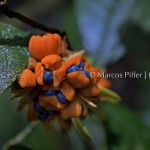 Floresta III | Tumucumaque | Amapá