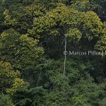 Floresta III | Tumucumaque | Amapá