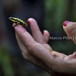 Fauna II | Tumucumaque | Amapá