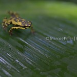 Fauna II | Tumucumaque | Amapá