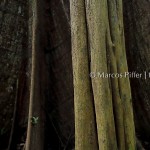 Floresta III | Tumucumaque | Amapá