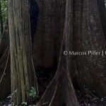 Floresta III | Tumucumaque | Amapá