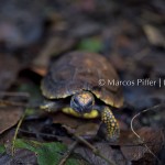 Fauna II | Tumucumaque | Amapá