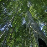 Floresta IV | Tumucumaque | Amapá